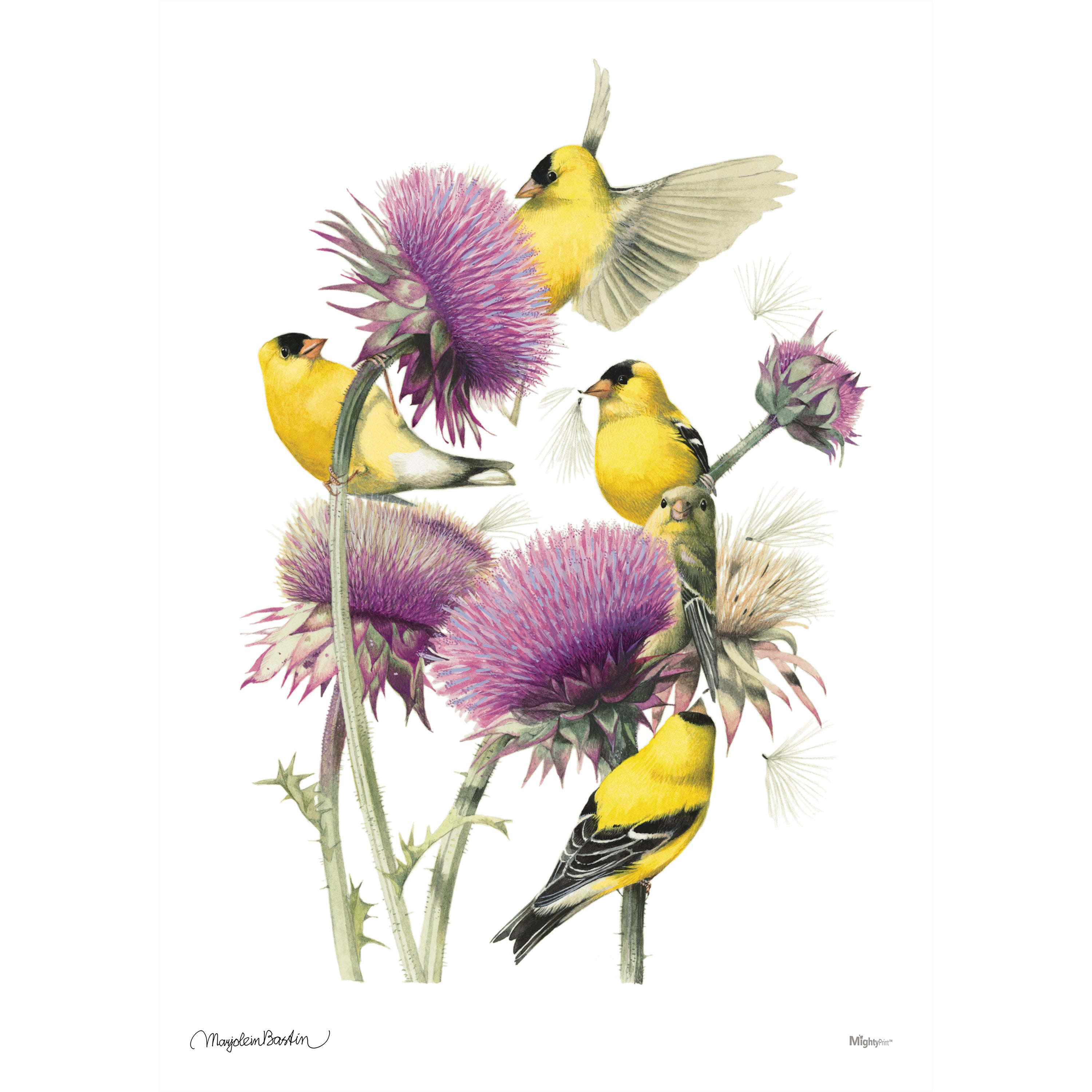 Marjolein Bastin (American Goldfinch) MightyPrint™ Wall Art MP17240393