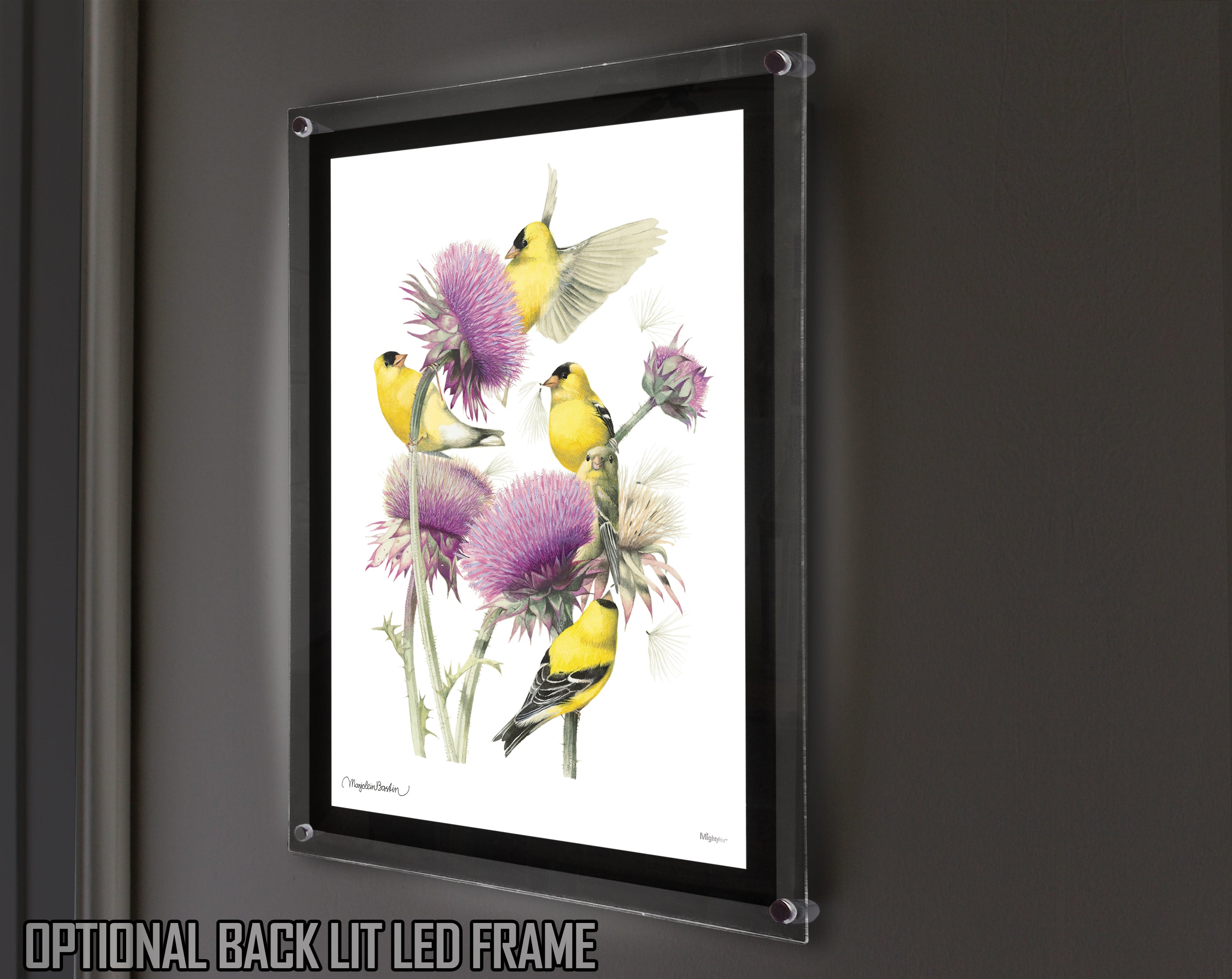 Marjolein Bastin (American Goldfinch) MightyPrint™ Wall Art MP17240393