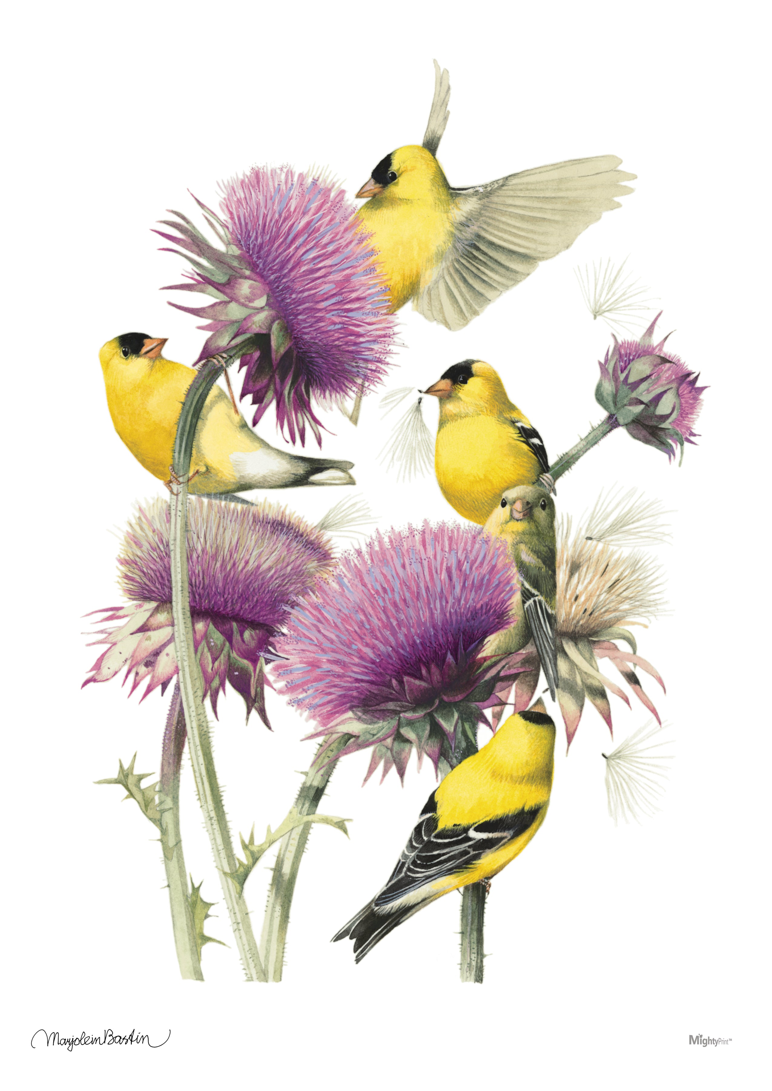 Marjolein Bastin (American Goldfinch) MightyPrint™ Wall Art MP17240393