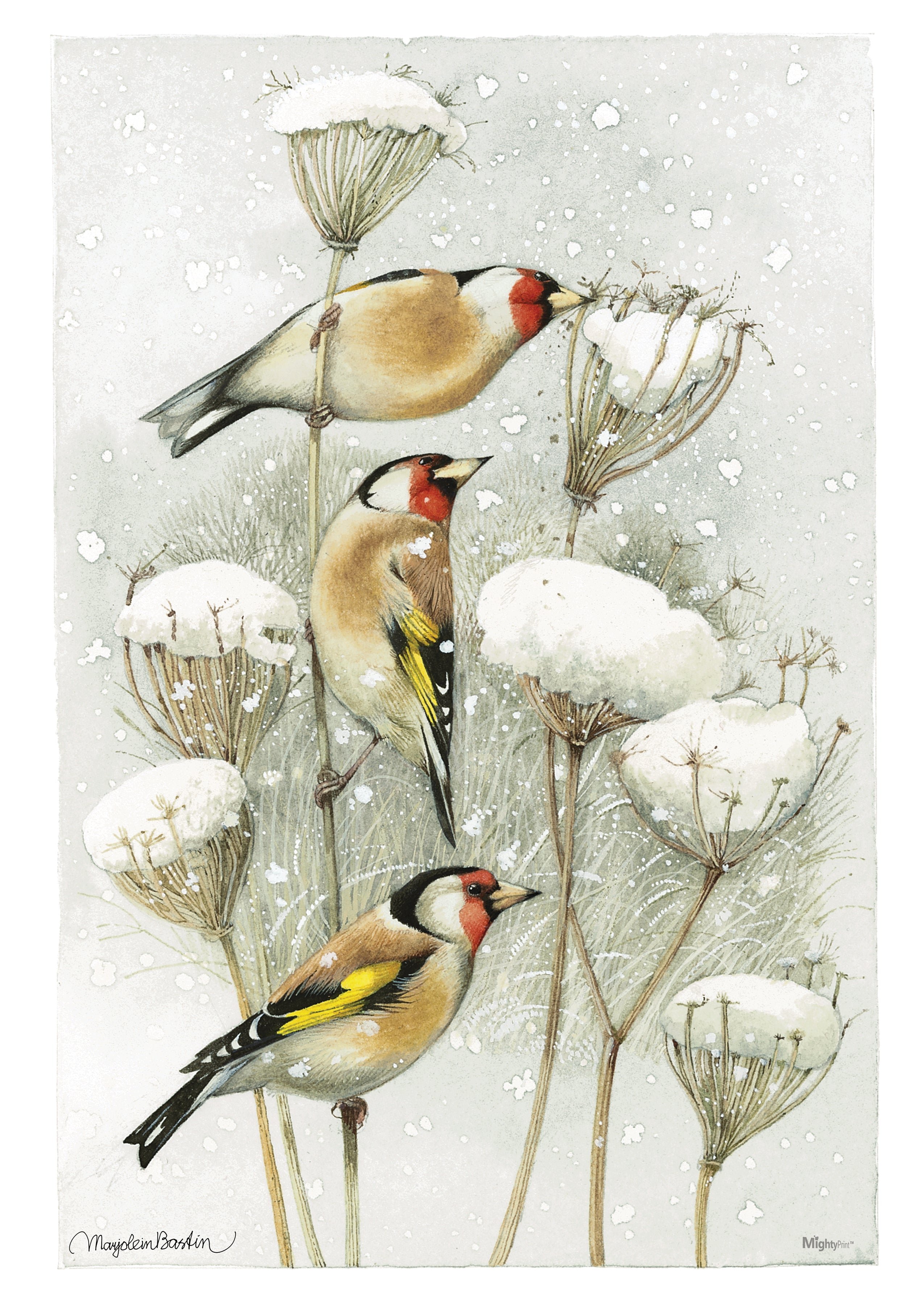 Marjolein Bastin (European Goldfinch) MightyPrint™ Wall Art MP17240394