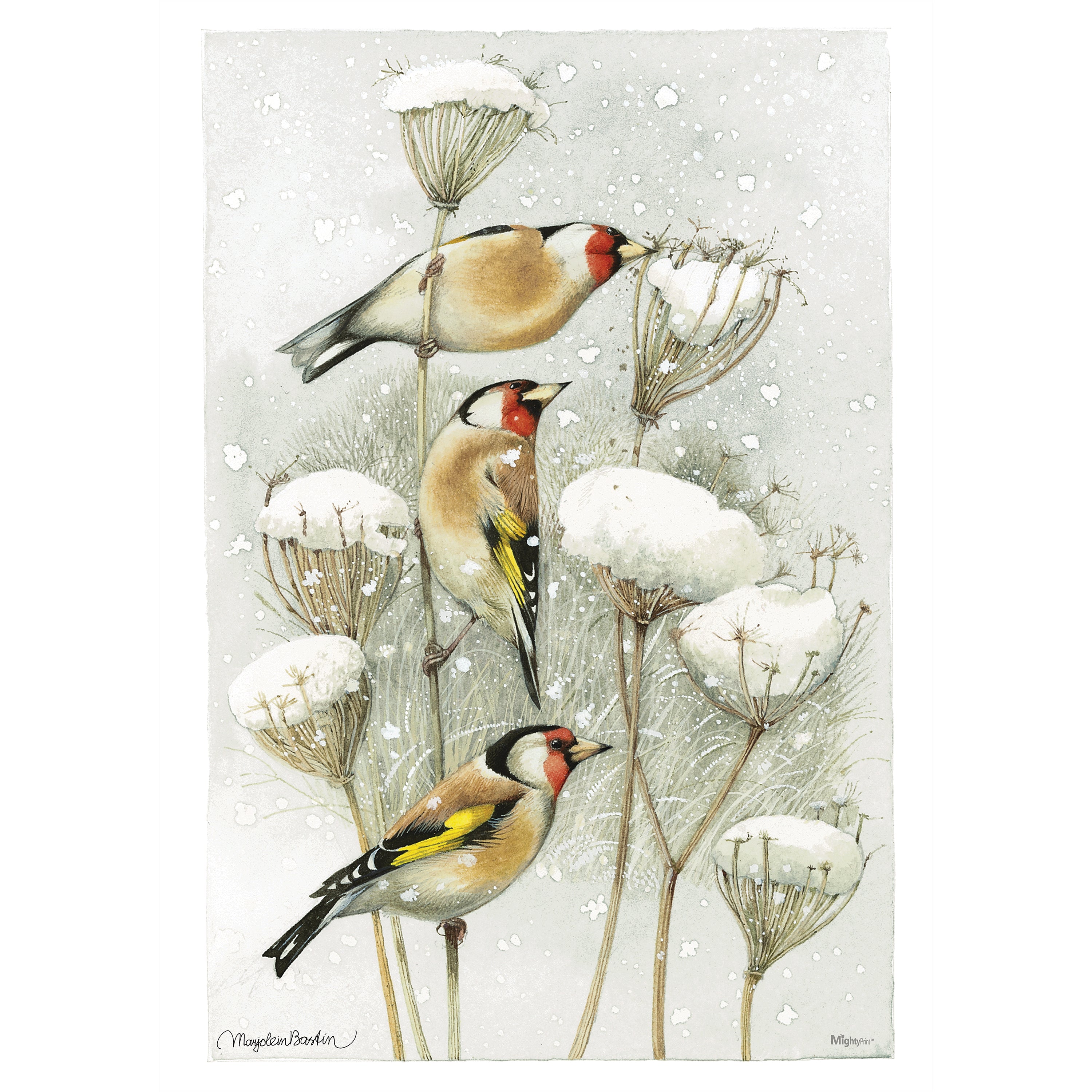 Marjolein Bastin (European Goldfinch) MightyPrint™ Wall Art MP17240394