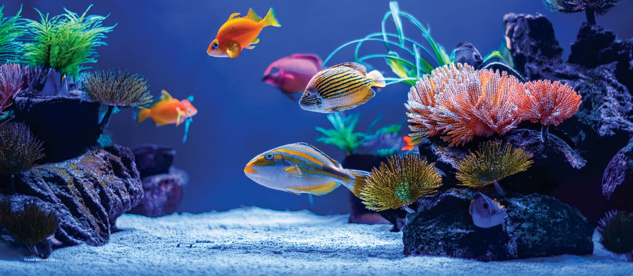 Trend Setters Original (Fish Tank) FilmPix™ Photo Insert P1808H091