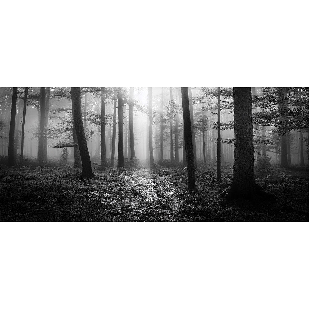 Trend Setters Original (Foggy Woods) FilmPix™ Photo Insert P1808H092
