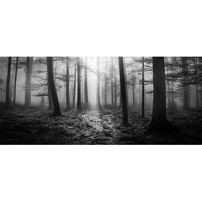 Trend Setters Original (Foggy Woods) FilmPix™ Photo Insert P1808H092